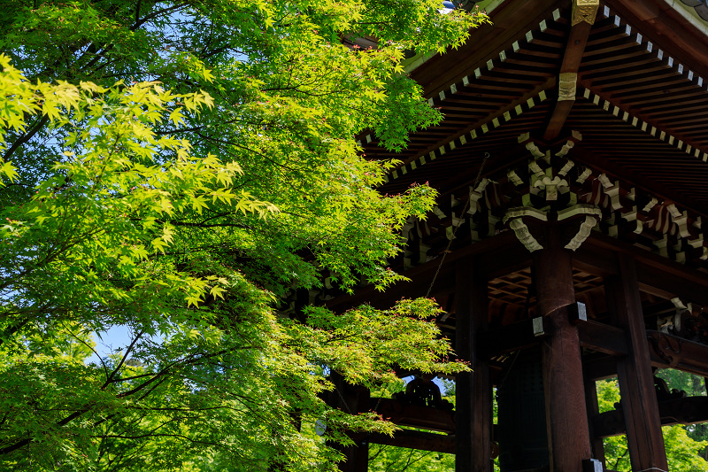 新緑とツツジ咲く智積院_f0155048_00120.jpg