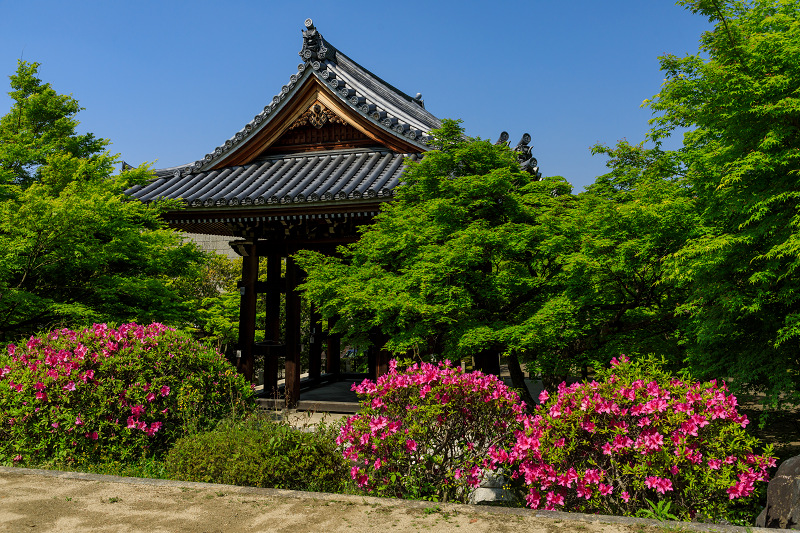 新緑とツツジ咲く智積院_f0155048_001690.jpg