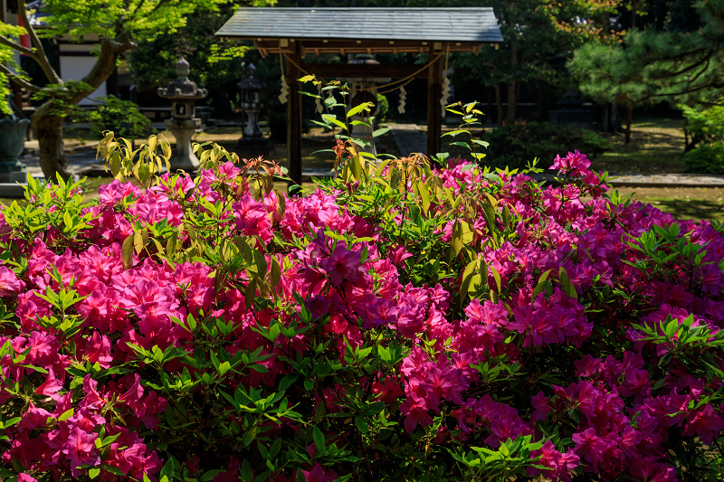 新緑とツツジ咲く智積院_f0155048_005952.jpg