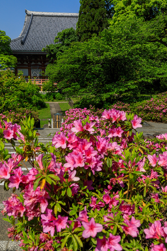 新緑とツツジ咲く智積院_f0155048_011775.jpg