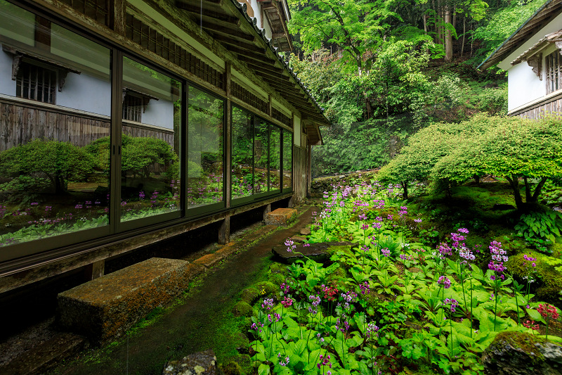 九輪草咲く雨の古知谷阿弥陀寺_f0155048_22143493.jpg