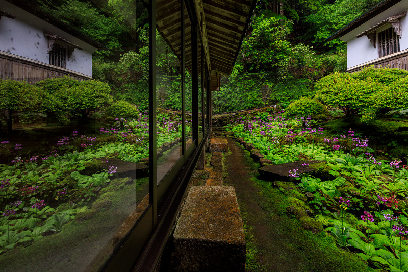 九輪草咲く雨の古知谷阿弥陀寺_f0155048_2215822.jpg