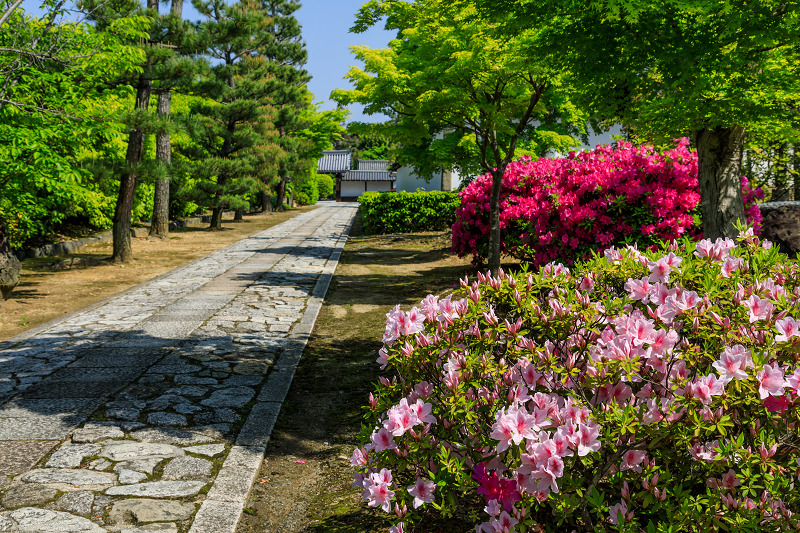 新緑とツツジ咲く智積院_f0155048_23592989.jpg