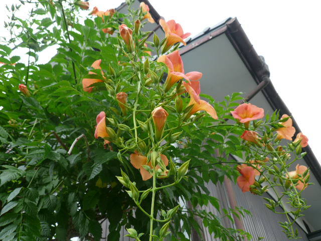 c0043055_16351126.jpg
