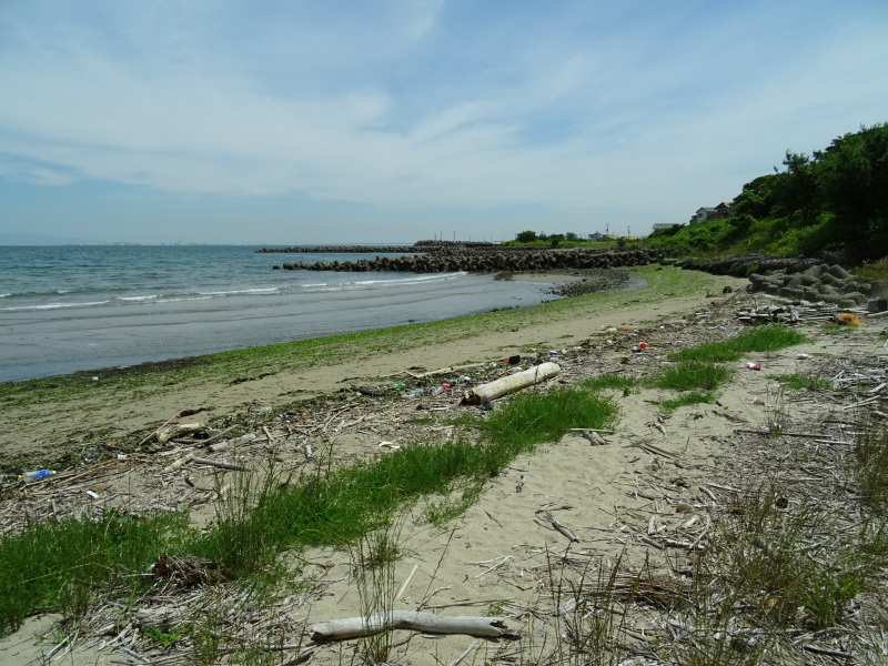 下荘小学校２年生『浜辺の生き物観察』・・・阪南市箱作西浜（自然海岸）_c0108460_20341949.jpg