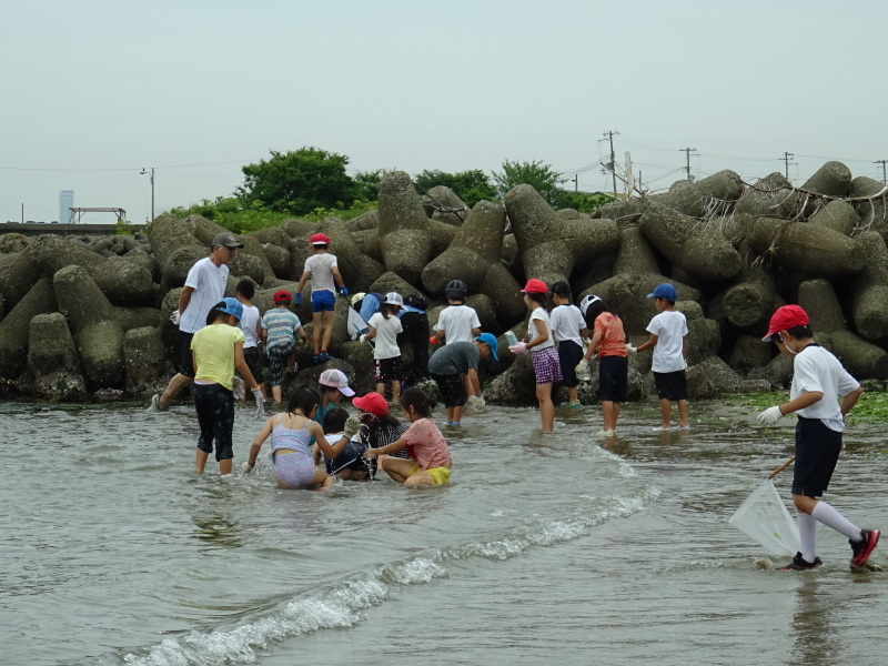 下荘小学校２年生『浜辺の生き物観察』・・・阪南市箱作西浜（自然海岸）_c0108460_20480604.jpg