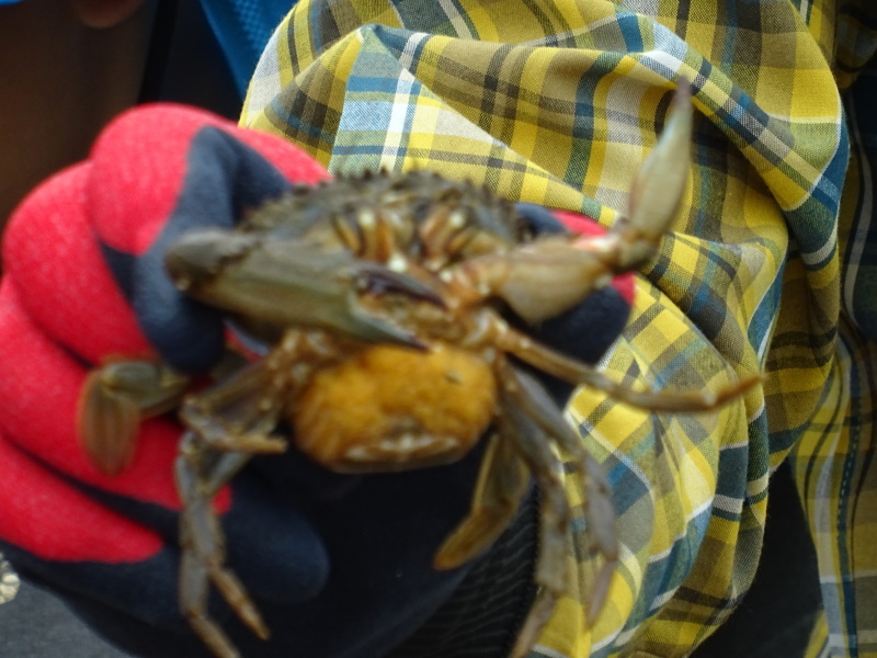 下荘小学校２年生『浜辺の生き物観察』・・・阪南市箱作西浜（自然海岸）_c0108460_20501690.jpg