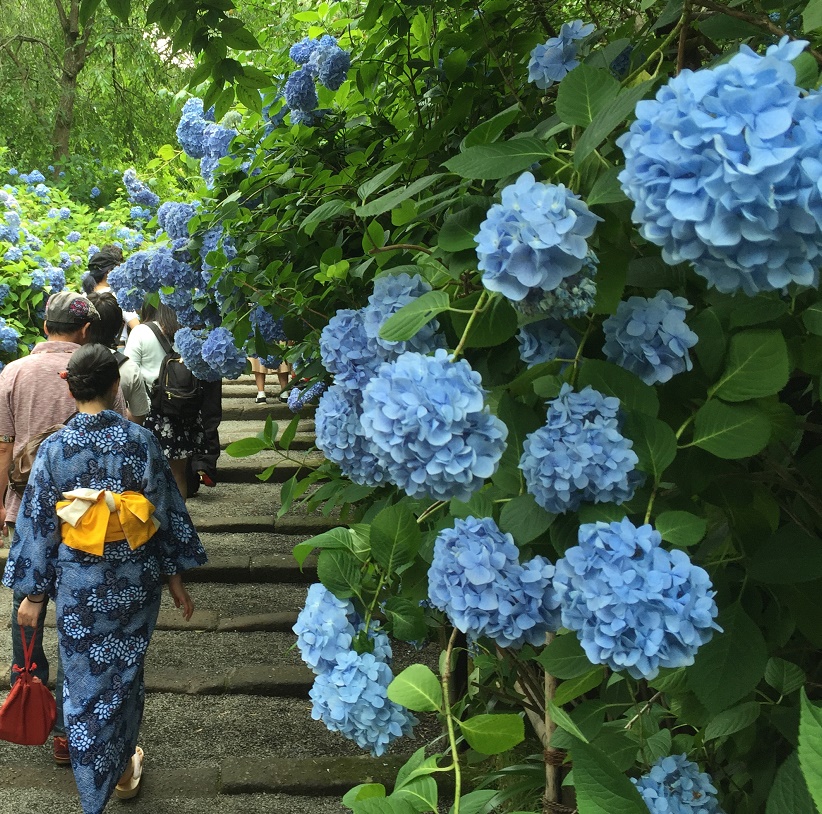 鎌倉　紫陽花めぐり_c0076764_1029134.jpg