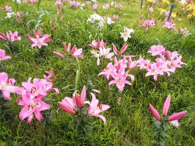 サヨナラ大阪舞洲ゆり園 空色の便箋