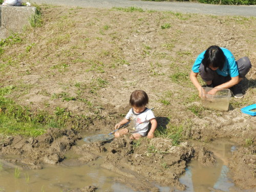 長崎県特別栽培米 農産物生産行程_a0203369_09240929.jpg