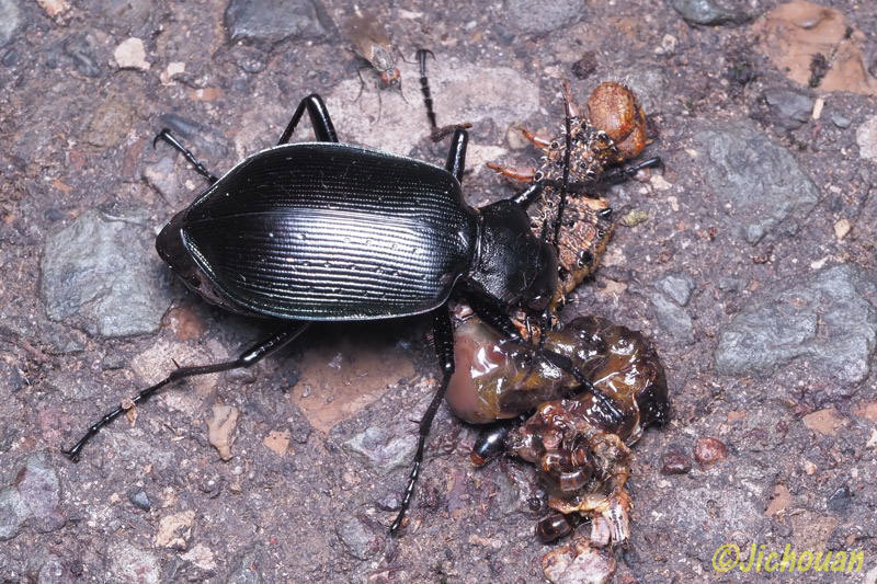 カタビロオサムシのなかま 時鳥庵晴耕雨読