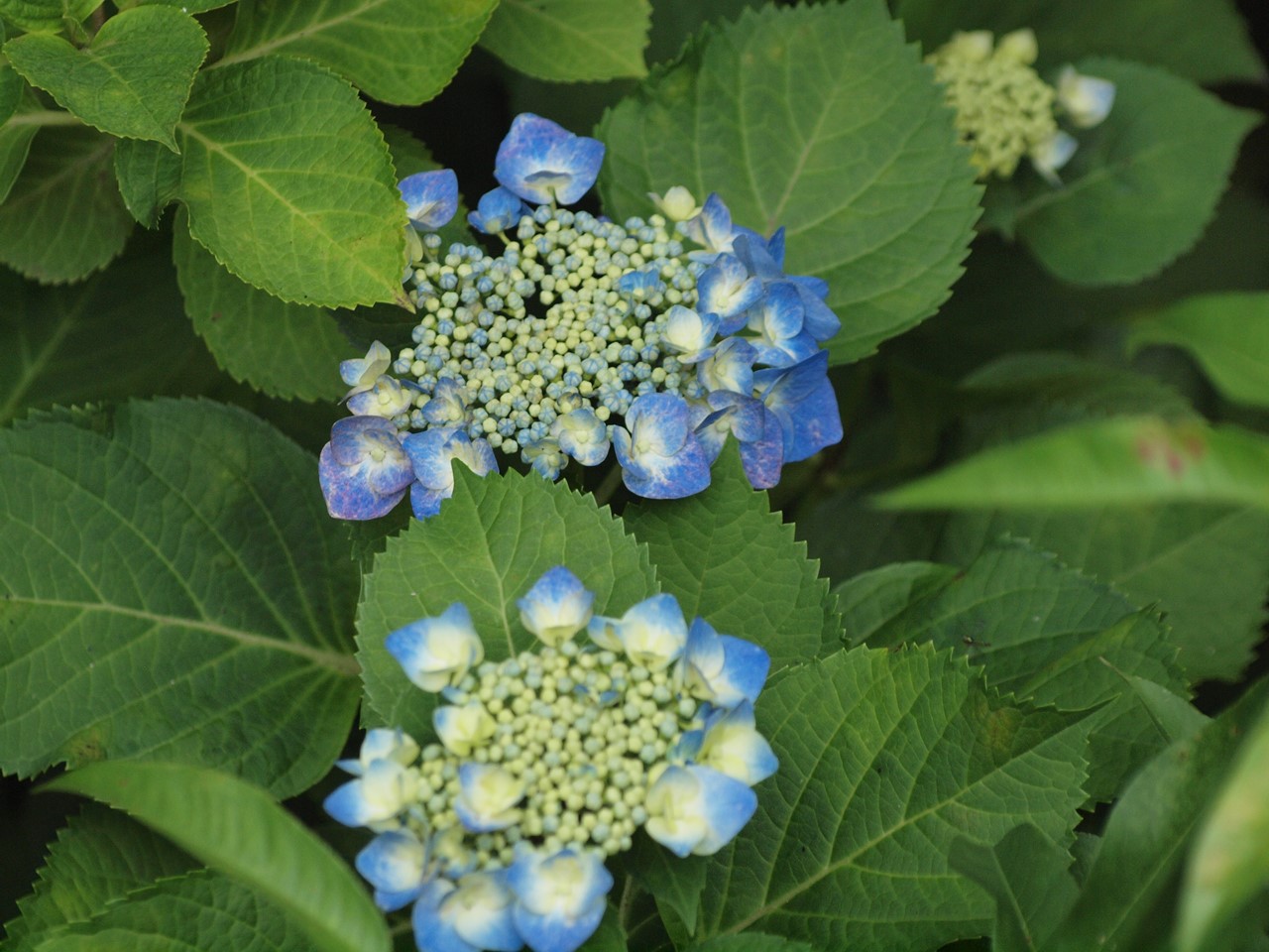 d0054276_20553691.jpg