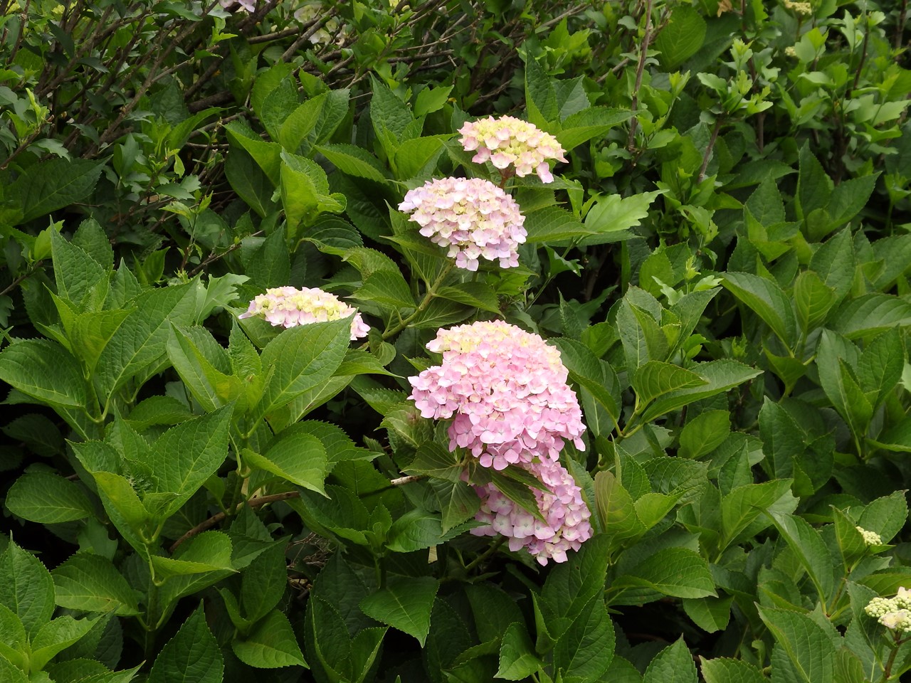 d0054276_20554739.jpg