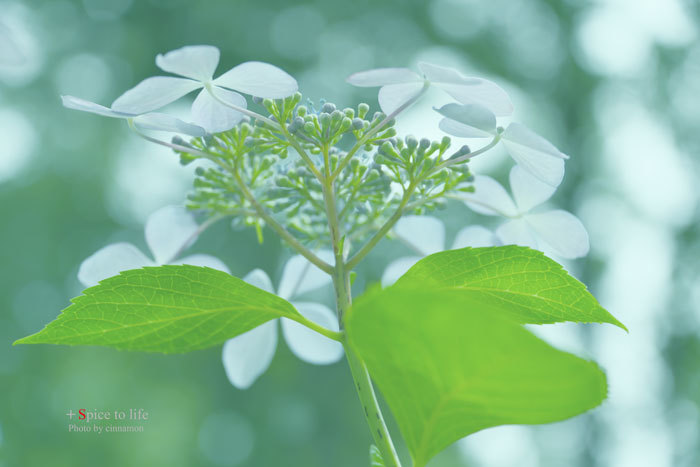 Hydrangea #High-key ver._f0326278_22423219.jpg