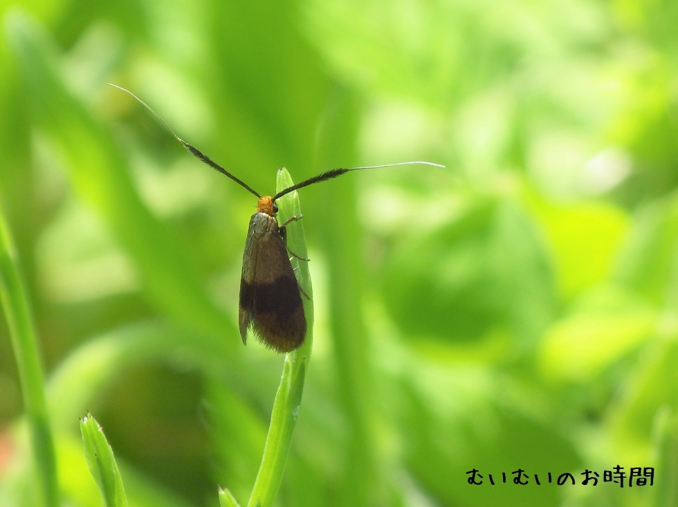 クロハネシロヒゲナガ　～春のむいむいをみつけよう～_b0116682_10262711.jpg