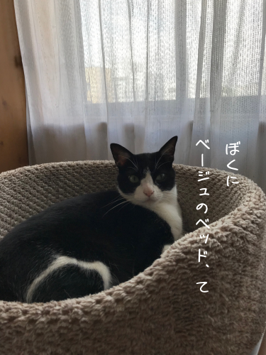 a0216583_11231748.png