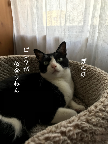 a0216583_11232168.png