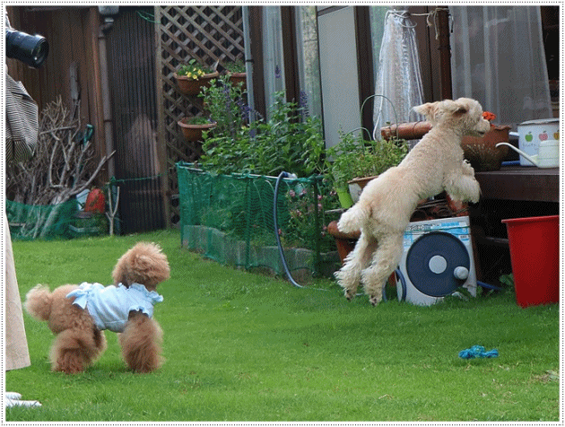 b0175688_08202155.gif