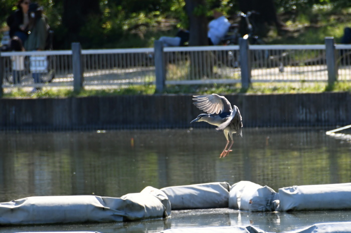 5月に出会った鳥さんたち②_a0127090_23004664.jpg