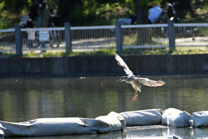 5月に出会った鳥さんたち②_a0127090_23004803.jpg