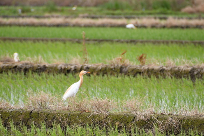 5月に出会った鳥さんたち②_a0127090_23043558.jpg