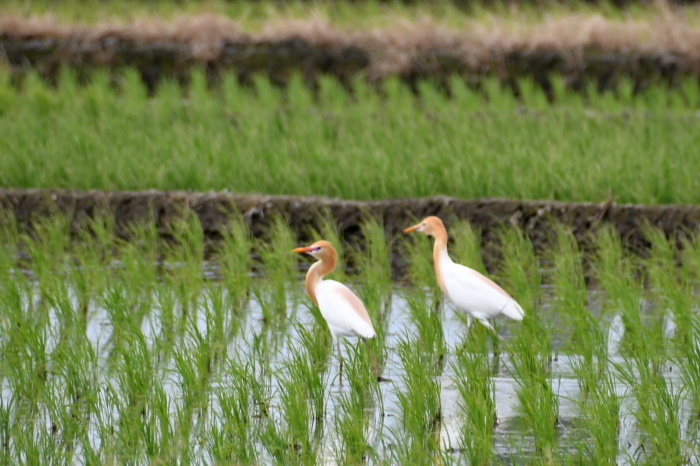 5月に出会った鳥さんたち②_a0127090_23044303.jpg