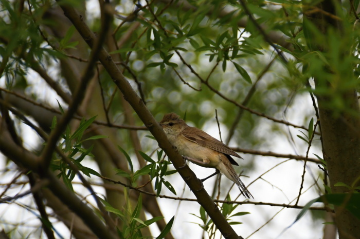 5月に出会った鳥さんたち②_a0127090_23054125.jpg