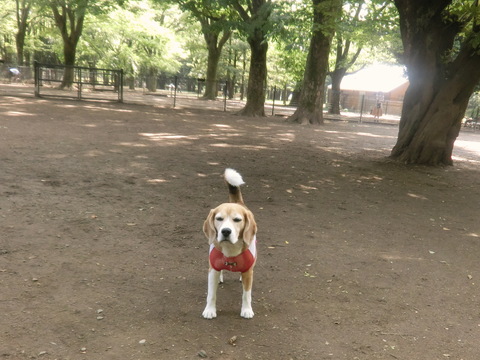 a0319693_10184868.jpg