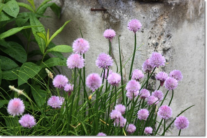 散歩道の花（’１８・６・９）_f0146493_21350466.jpg