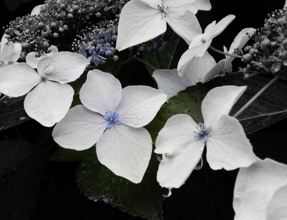 紫陽花はうそつき?（The hydrangea is a liar?）_c0345705_15094779.jpg