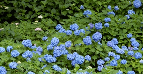 紫陽花はうそつき?（The hydrangea is a liar?）_c0345705_15434884.jpg