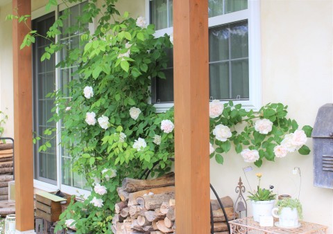 玄関隣２つのつるバラ ペコリの庭