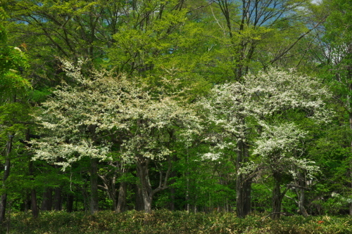 a0263109_20212283.jpg