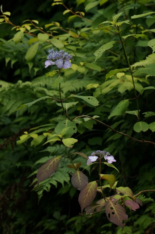 d0359010_17411548.jpg