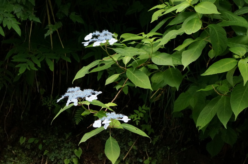 d0359010_17413561.jpg