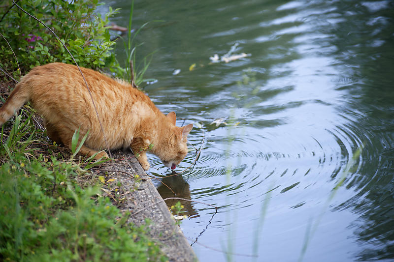 町角ニャンコ･伏見の仲良し親子_f0032011_19434655.jpg