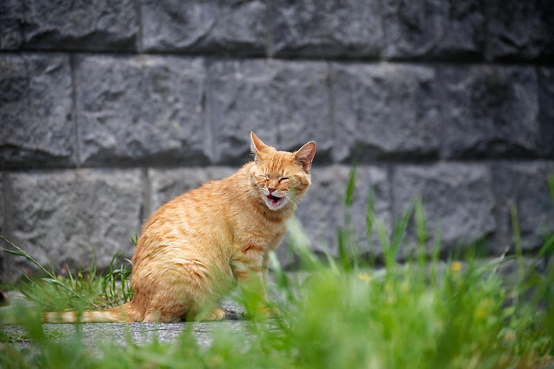 町角ニャンコ･伏見の仲良し親子_f0032011_19434688.jpg