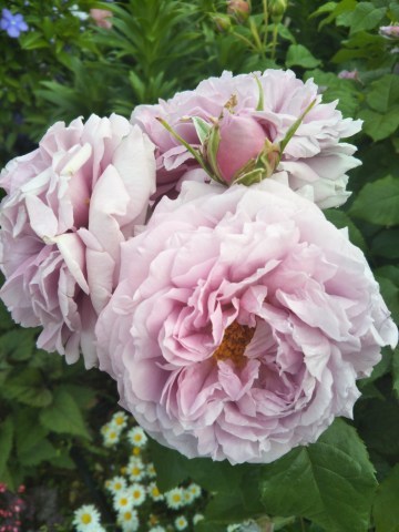 6月の薔薇の作業 薔薇のガーデナー Weekend S Ladybirds 6月の薔薇の作業 薔薇のガーデナー Weekend S Ladybirds