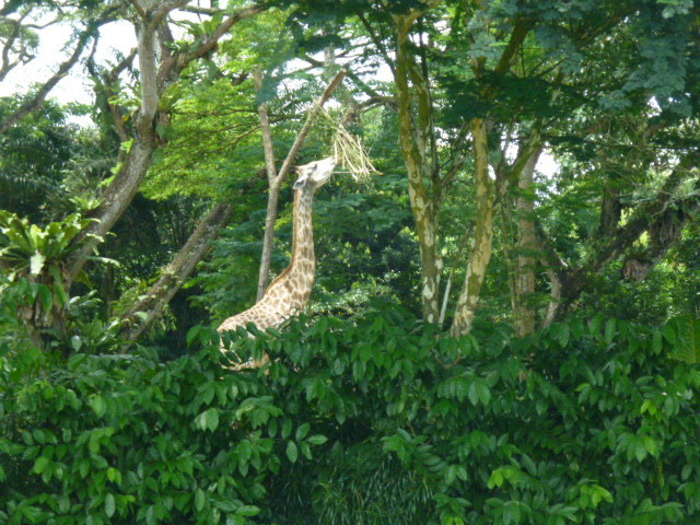 シンガポール リバーサファリ_d0336014_02224793.jpg