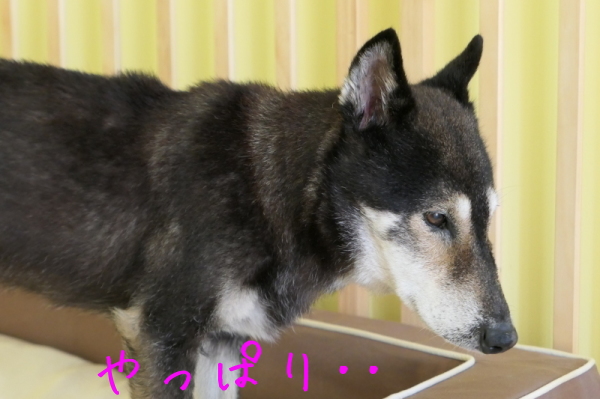 f0369014_10021871.jpg