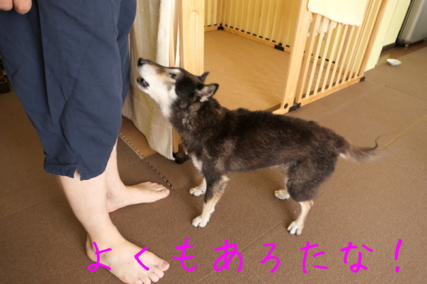 f0369014_11020374.jpg