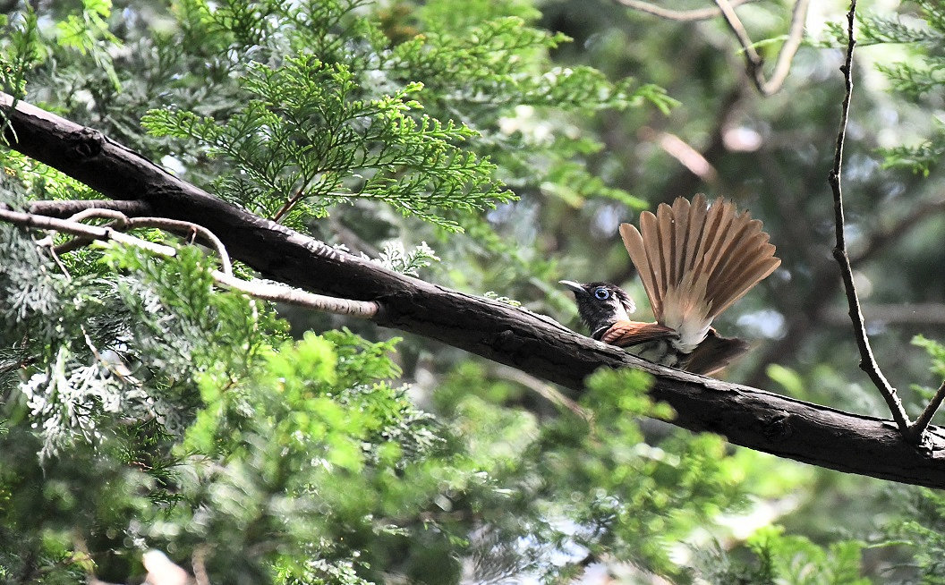 サンコウチョウ_c0385415_17231639.jpg