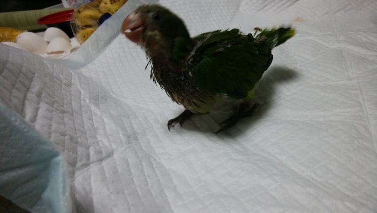 オキナインコ里親募集 ホワイトコキン