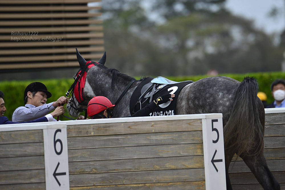 2018.4.7 中山競馬場☆野島崎特別☆エイシンティンクル【A Shin Twinkle】_f0250322_2142951.jpg