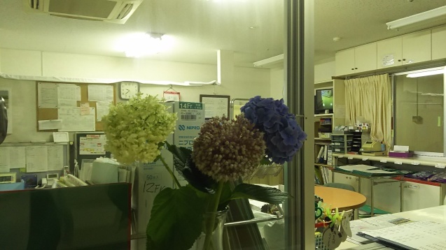 Hydrangea and tonkineses._a0090729_14264856.jpg