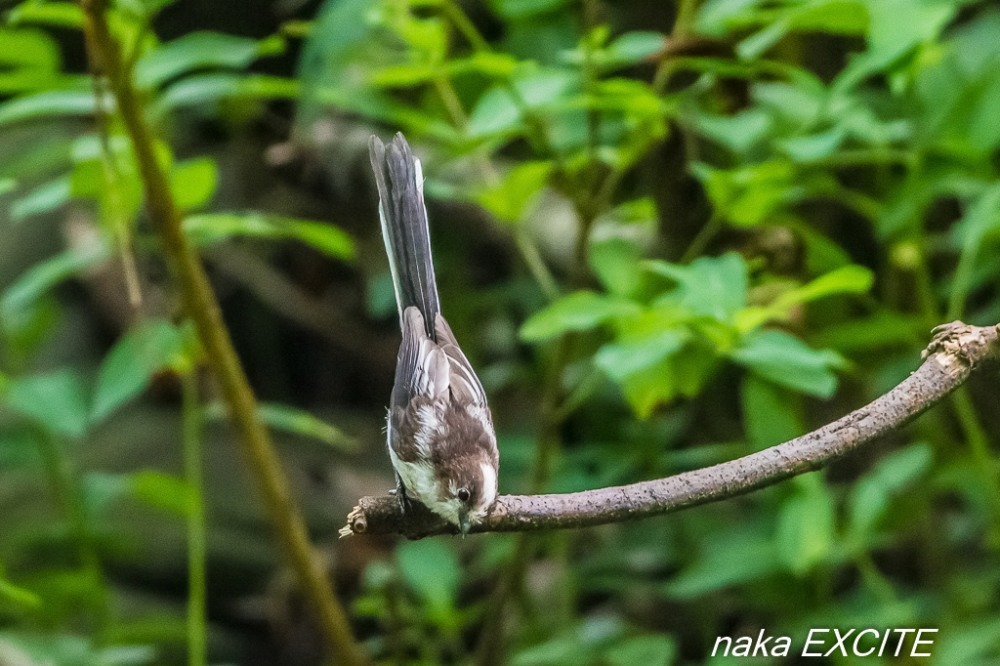 無題　（2018/06/15　雨）_f0281533_12214046.jpg