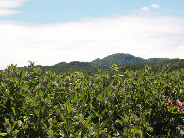 a0329935_11035245.jpeg