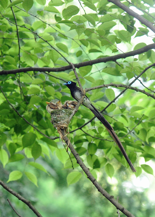 サンコウチョウ_d0290240_09210222.jpg