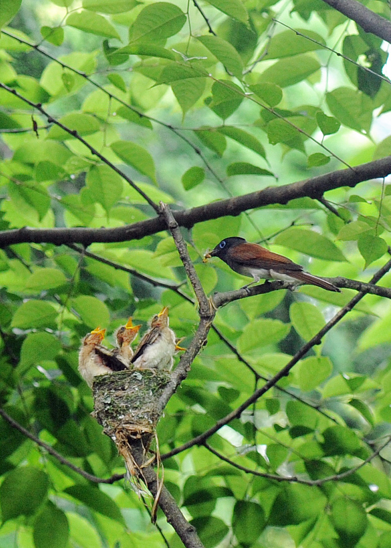 サンコウチョウ_d0290240_09221235.jpg