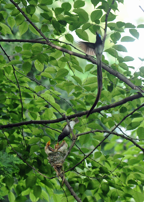 サンコウチョウ_d0290240_09225346.jpg